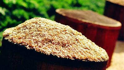 سبوس برنج قهو ه ای برای کنترل دیابت بسیار مفید است