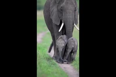 فیلم بچه فیل های بامزه همراه مادرشان