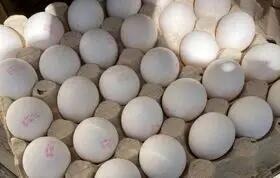 قیمت تخم مرغ امروز ۱۰ تیر۱۴۰۳ / هر شانه تخم‌مرغ به این مبلغ رسید + جدول