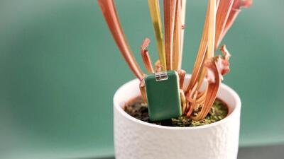 ابزار هوشمند smartyplants مانع مرگ گیاهان آپارتمانی میشود