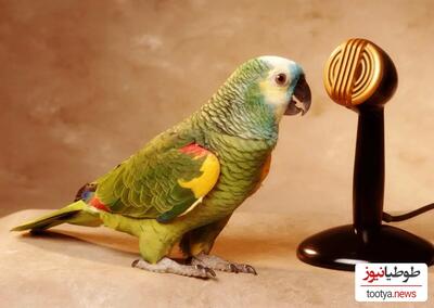 (عکس)10 نوع از باهوش ترین پرنده های نادر جهان که سخنگو هستند...