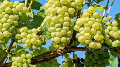پیش‌بینی برداشت ۲ هزار تن انگور از باغات جنوب کرمان