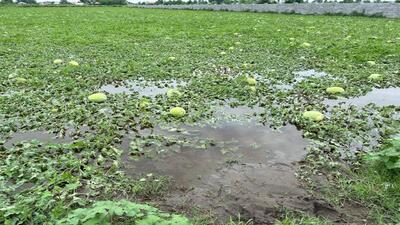 خسارت بارش شدید باران به باغات هندوانه لاهیجان