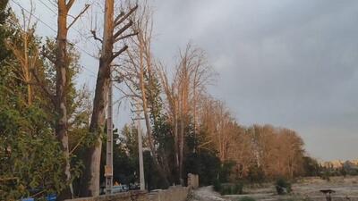 رنجش شهروند شهریاری از خشک شدن درختان در خیابان رزاق دوست + فیلم