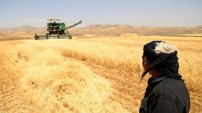 خریداری پنج هزار تن از گندم مازاد بر نیاز کشاورزان کردستانی