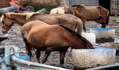 مردم از خرید و مصرف گوشت اسب خودداری کنند