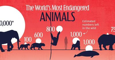 کدام حیوانات جهان بیشتر در معرض خطر انقراض قرار دارند؟ (+ اینفوگرافی)