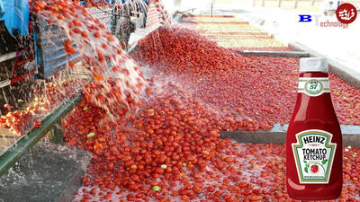 فرآیند ساخت سس گوجه مشهور در یک کارخانه مدرن آمریکایی