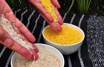 برنج طلایی چیست و چه فرقی با برنج معمولی دارد ؟