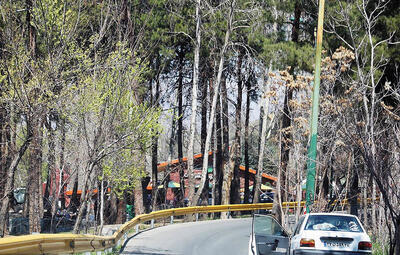 ضرب‏‏‌الاجل برای درختان تهران