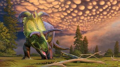 گونه شاخدار جدیدی از دایناسورها متعلق به ۷۸ میلیون سال پیش در موزه دانمارک به نمایش درآمد