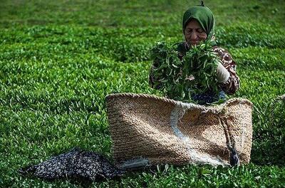 سفر به ایران قدیم؛ این مادربزرگ گیلانی از چایکاری در جنگ جهانی دوم می گوید