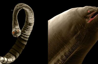 (تصاویر) انگل هایی که در بدن حیوانات خانگی زندگی می‌کنند!