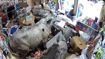 (ویدئو) ویرانگری دو گاو فراری در یک فروشگاه