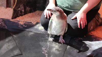 (ویدئو) اولین جلسه آموزش شنا به جوجه پنگوئن‌های هومبولت