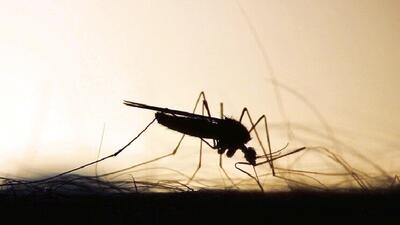 ابلاغ سند ملی مبارزه با پشه آئدس برای پیشگیری از گسترش تب دانگ