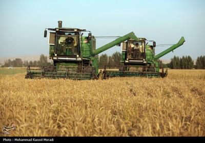 815 هزار تن گندم از مزارع فارس برداشت شد - تسنیم