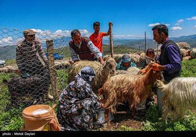 تولیدات عشایر استان بیش از 3 هزار میلیارد ارزش اقتصادی دارد - تسنیم