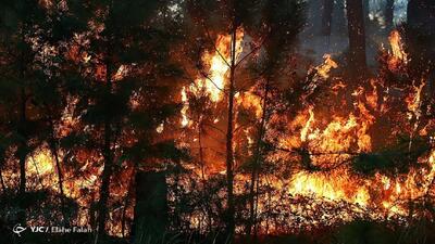 آتش چند هکتار از جنگل‌های غرب کشور را سوزاند؟