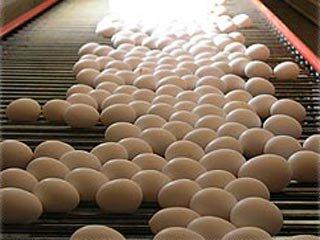 ماهانه ۱۰۵ تا ۱۰۷ هزار تن تخم‌مرغ در کشور تولید می‌شود - سایت خبری اقتصاد پویا