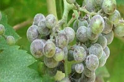 بیماری سفیدک انگور در تاکستان‌های خراسان شمالی کنترل شد