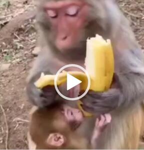 ویدیویی از خوردن موز توسط میمون باهوش/موزیک ویدیو/کنسرت /آواز/خوانندگی