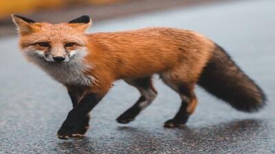 نجات روباه گرفتار در کانال هواساز