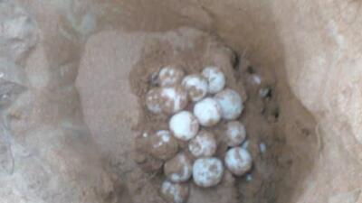 آغاز تخم گذاری لاک‌پشت‌های سبز در سواحل جنوب سیستان وبلوچستان