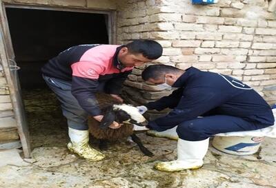 آغاز مرحله نخست واکسیناسیون تب برفکی در جمعیت دام سبک و سنگین روستایی و عشایری در همدان