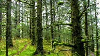 توسعه جنگل کاری نیازمند کاشت حداقل ۵ میلیارد درخت