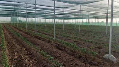 کشت ۶۰ هکتار از مزارع گوجه فرنگی استان قزوین با روش سایبان