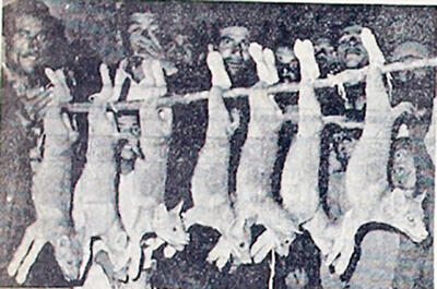 ‌روزنامه خوانی در شصت سال پیش- 40 | هفت بچه گرگ در خیابان‌های ساوه