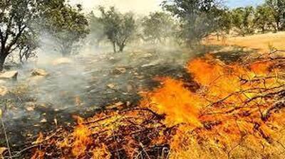 آتش مراتع و جنگل‌های استان قزوین را تهدید می‌کند