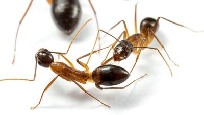 کشف باورنکردنی دربارۀ مورچه‌ها؛ آن‌ها هم‌نوعانشان را «جراحی» می‌کنند