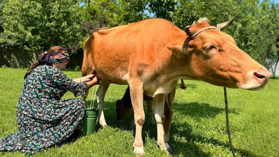 (ویدئو) فرآیند درست کردن ماست با شیر تازه گاو توسط مادر بزرگ آذربایجانی