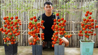 (ویدئو) نحوه پرورش گوجه فرنگی در منزل به روش کشاورز چینی