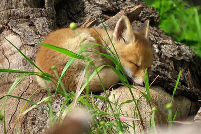 تصاویر جالب و بامزه از حیوانات خواب آلود؛ خواب شیرین طبیعت