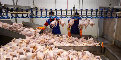 خرید بیش از ۳۵ هزار تن گوشت مرغ تولید داخلی