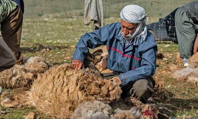 تولید سالیانه ۲۸۰ تن پشم گوسفند توسط عشایر همدان