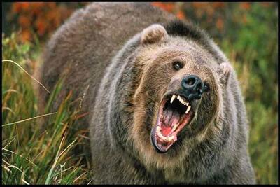 حمله خرس وحشی به یک دامدار