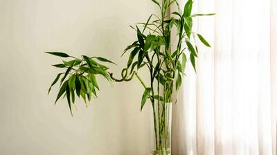 10خاصیت و مضرات گیاه بامبو برای سلامتی