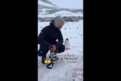 کنجکاوی پنگوئن از حضور عکاسان