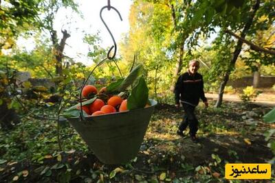 خلاقیت منحصربفرد باغدار خوش ذوق در چیدن میوه های بالای درخت با شیشه نوشابه+ویدیو