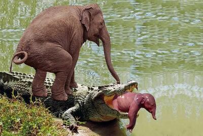 از بدایع حیات وحش؛ فیل غول پیکر یه لگد به شکم تمساح خشن زد تا بچه شو نجات بده