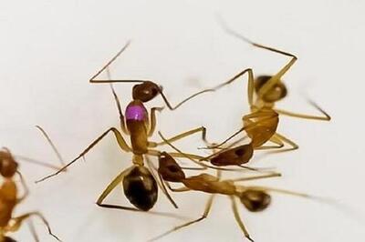 مورچه‌ها می‌توانند مشکل را تشخیص داده و آن را درمان کنند