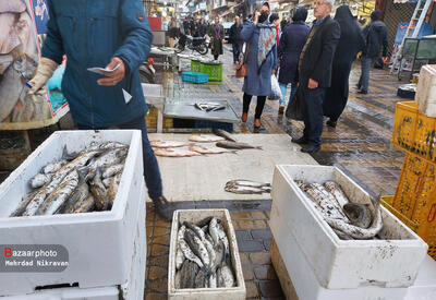 قیمت انواع ماهی ۱۳ تیر ۱۴۰۳