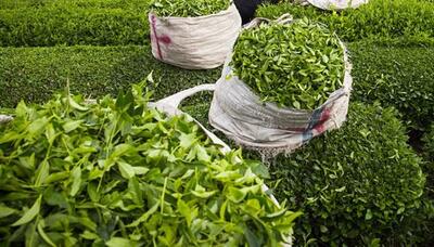 ۱۸۵ تن برگ سبز چای در مازندران خریداری شد