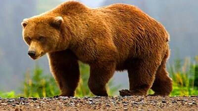 زنده گیری و تیمار خرس قهوه‌ای در اقلید + تصاویر
