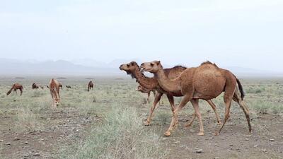 رونق پرورش شتر در میان عشایر سیستان و بلوچستان