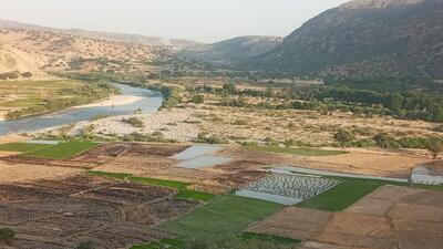 خودنمایی مزارع برنج در روستای ده شیخ پاتاوه فیلم و تصاویر